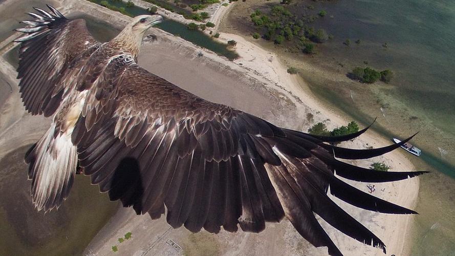 BEV（Bird‘s Eye View）