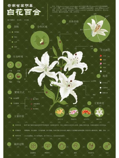 2024-04-21 问AI: 介绍一下花卉数据集Oxford 102 flowers