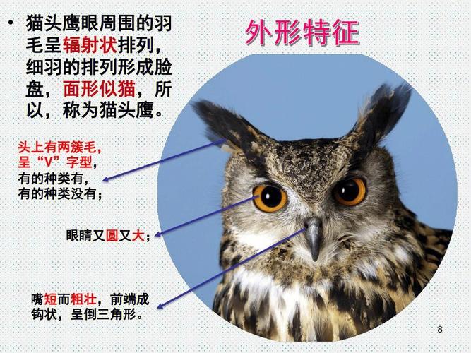 猫头鹰怎么叫?