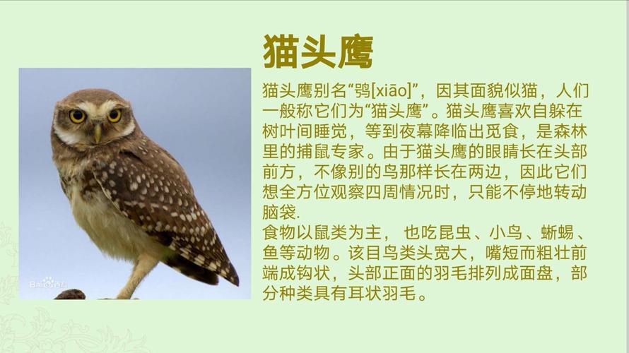 猫头鹰怎么叫?
