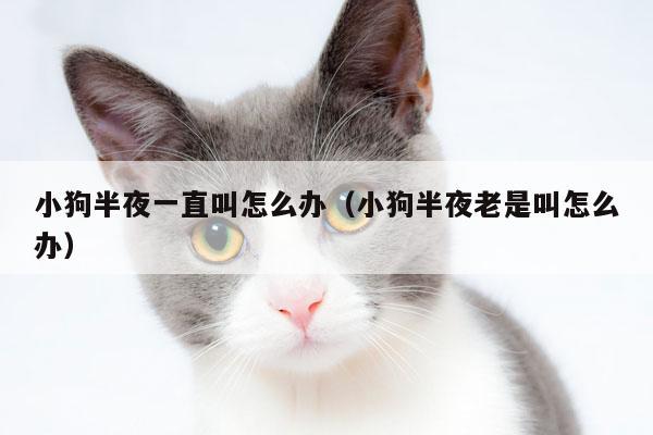 半夜狗叫个不停怎么回事?