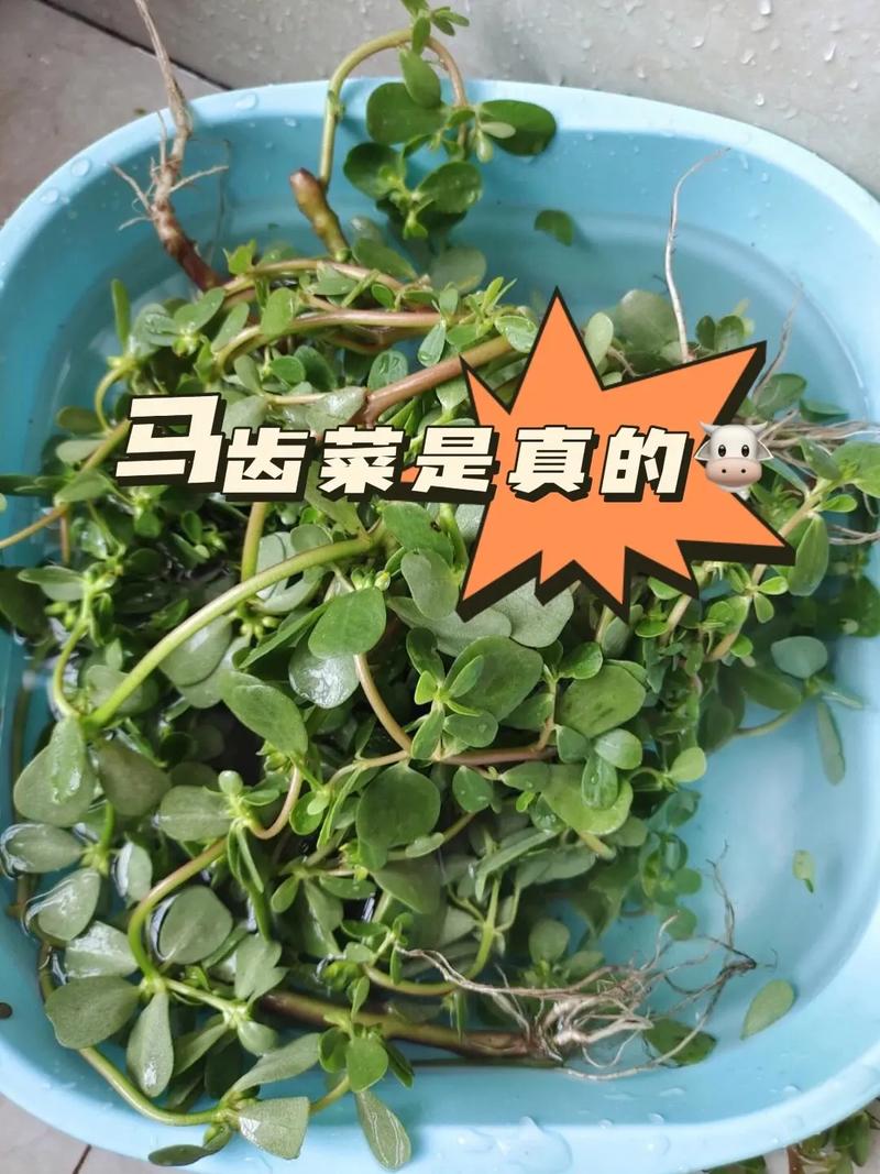 马齿苋怎么吃治白发?