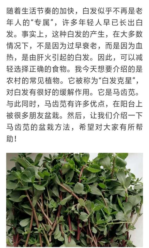 马齿苋怎么吃治白发?