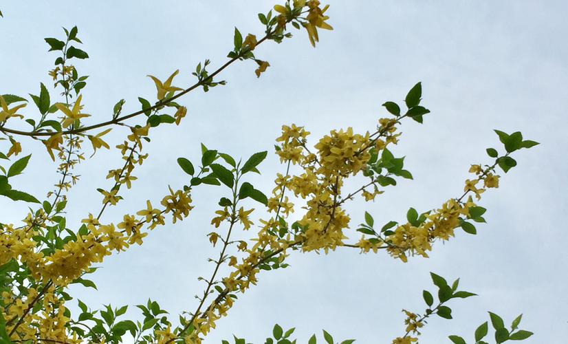 苹果拍照为什么好看?