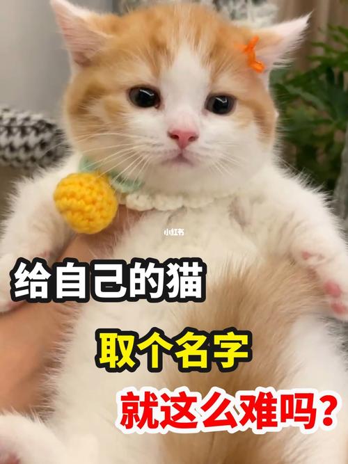 猫怎么叫?