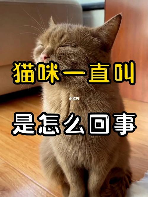 猫怎么叫?