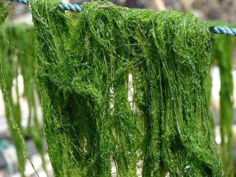 浒苔怎么读?