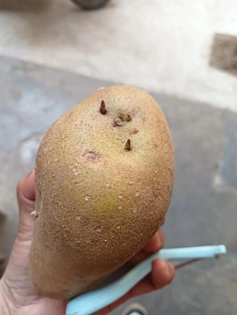 土豆为什么用不了?